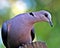 Red-eyed Dove