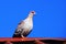 Red eyed dove