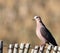 Red-eyed Dove on fence