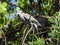 Red-eyed dove isolated in the great outdoors