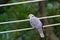 Red eyed dove, pigeon bird with red bare skin around eyes in Arusha Region, Tanzania, East Africa