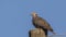 Red-eyed dove on Wooden Post