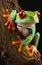 Red eyed frog