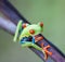 Red Eyed Frog - Agalychnis, callidryas