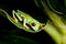 Red eyed frog on banana tree