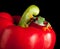 Red eyed frog on red pepper