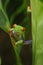 Red-eyed green tree frog