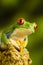 Red-eyed Green Tree Frog (Agalychnis callidryas)
