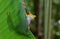 Red eyed green tree frog, corcovado, costa rica