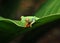 Red eyed green tree frog, costa rica