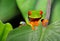 Red eyed green tree leaf frog,costa rica