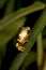 Red-eyed Leaf Frog V