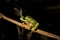 Red-eyed Leaf Frog VIII