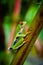 Red Eyed Leaf Tree Frog of Costa Rica