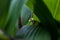 Red-Eyed Leaf Tree Frog seen in Costa Rica.