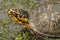 Red Eyed Male Box Turtle Closeup - Terrapene carolina