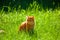 A red-eyed one-eyed cat is injured in a fight. Sits on the green grass.