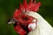 Red-eyed rooster closeup