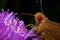 Red eyed skipper butterfly