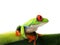 Red-eyed tree frog (107), agalychnis callidryas