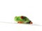 Red-eyed tree frog (118), agalychnis callidryas