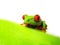 Red-eyed tree frog (128), Agalychnis callidryas