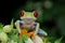 Red eyed tree frog