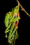 Red-eyed tree frog