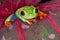 Red-eyed Tree Frog