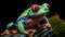 The Red Eyed Tree Frog