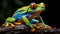 The Red Eyed Tree Frog