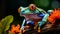 The Red Eyed Tree Frog