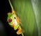 Red Eyed Tree Frog