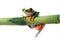 Red-Eyed tree frog