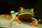 Red-eyed tree frog