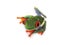 Red eyed tree frog (81), Agalychnis callidryas