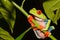 Red-eyed Tree Frog