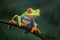 Red-eyed Tree Frog - Agalychnis callidryas