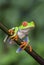 Red-eyed Tree Frog - Agalychnis callidryas