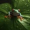 Red-eyed tree frog (Agalychnis callidryas).