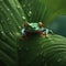 Red-eyed tree frog (Agalychnis callidryas).