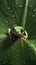 Red-eyed tree frog (Agalychnis callidryas).