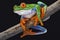 Red-eyed tree frog (Agalychnis callidryas)