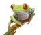 Red-eyed Tree Frog - Agalychnis callidryas