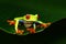 Red-eyed Tree Frog, Agalychnis callidryas, animal with big red eyes, in the nature habitat, Costa Rica. Frog in the nature.
