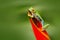 Red-eyed Tree Frog, Agalychnis callidryas, animal with big red eyes, in the nature habitat, Costa Rica. Frog in the nature. Beauti