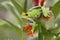 Red eyed tree frog, Agalychnis callydrias from the tropical rain forest