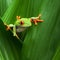 Red eyed tree frog big eye curiosity