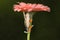 Red eyed tree frog climbing up a flower