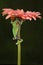 Red eyed tree frog climbing up a flower